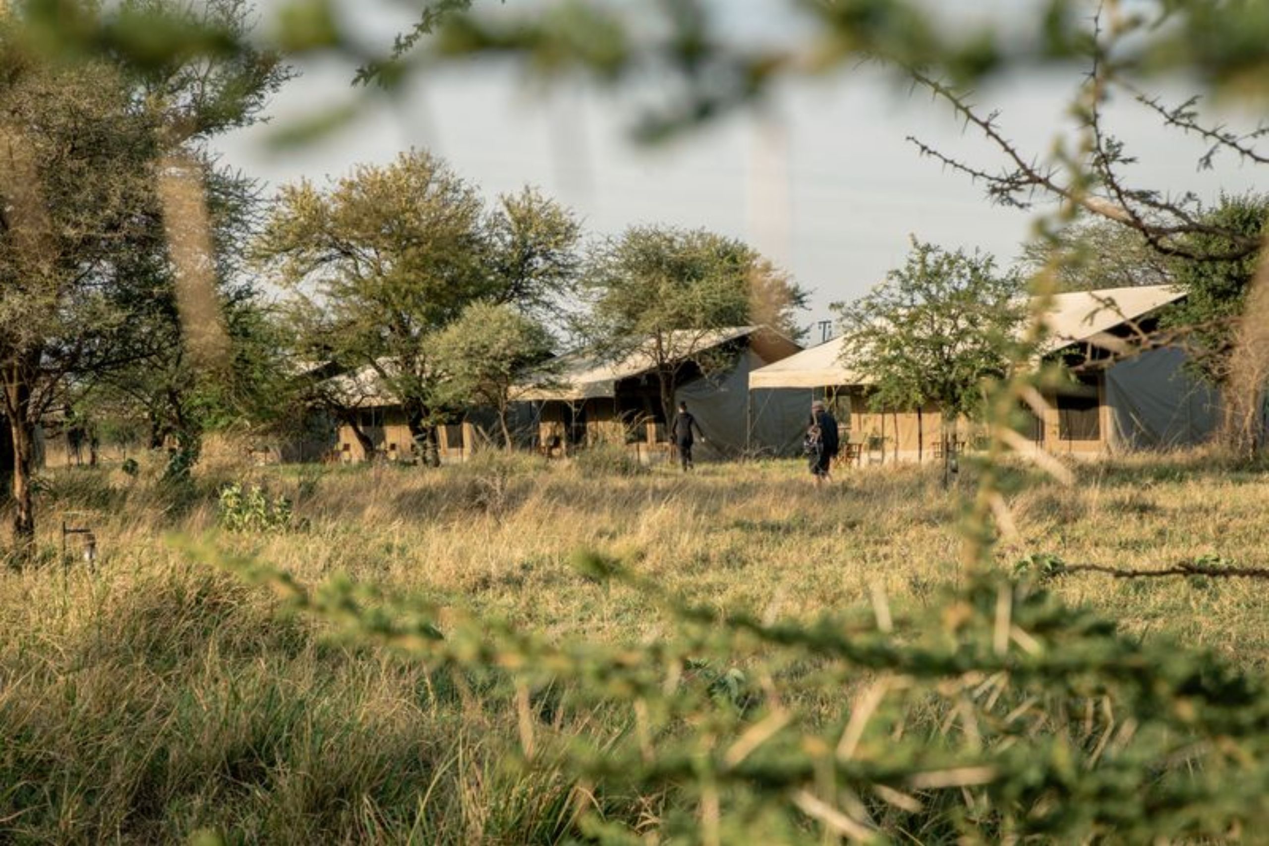 Serengeti Wildlands Mobile Camp Tenda
