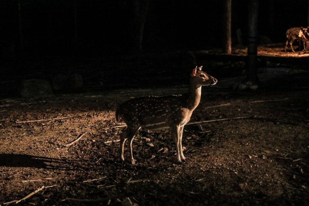 safari de nuit