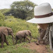 safari éléphant