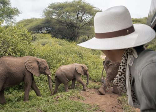 Gli animali da osservare durante un safari in Tanzanie – I Big Five