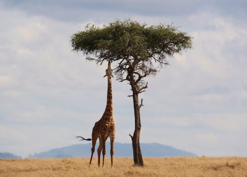 Scoprite la giraffa : maestoso mammifero della savana d’Afrique dal lungo collo