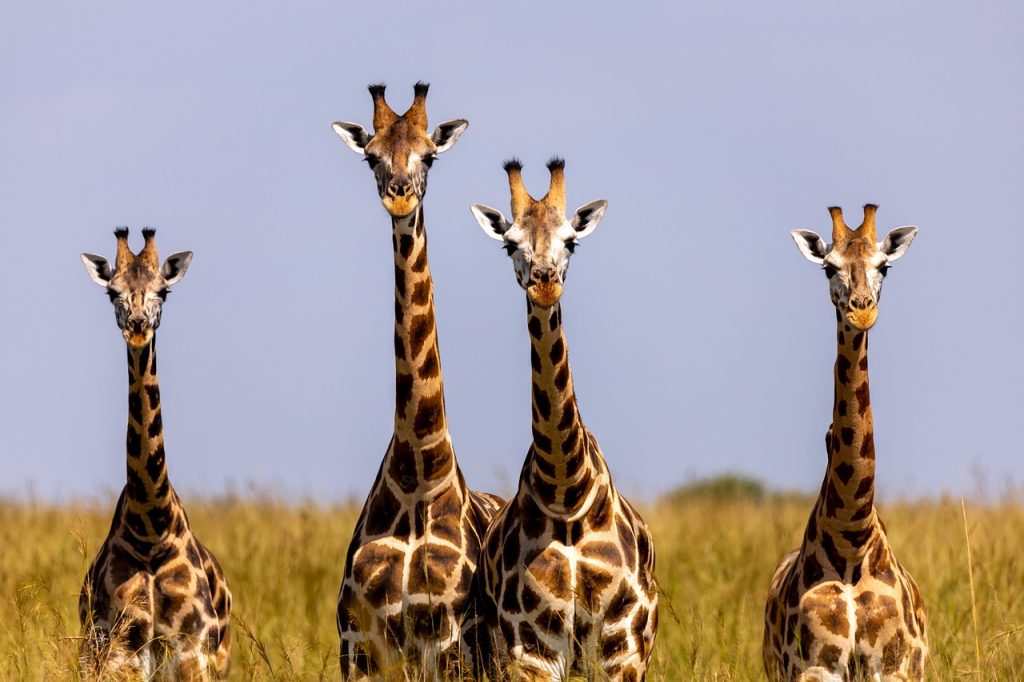 Famiglia di giraffe