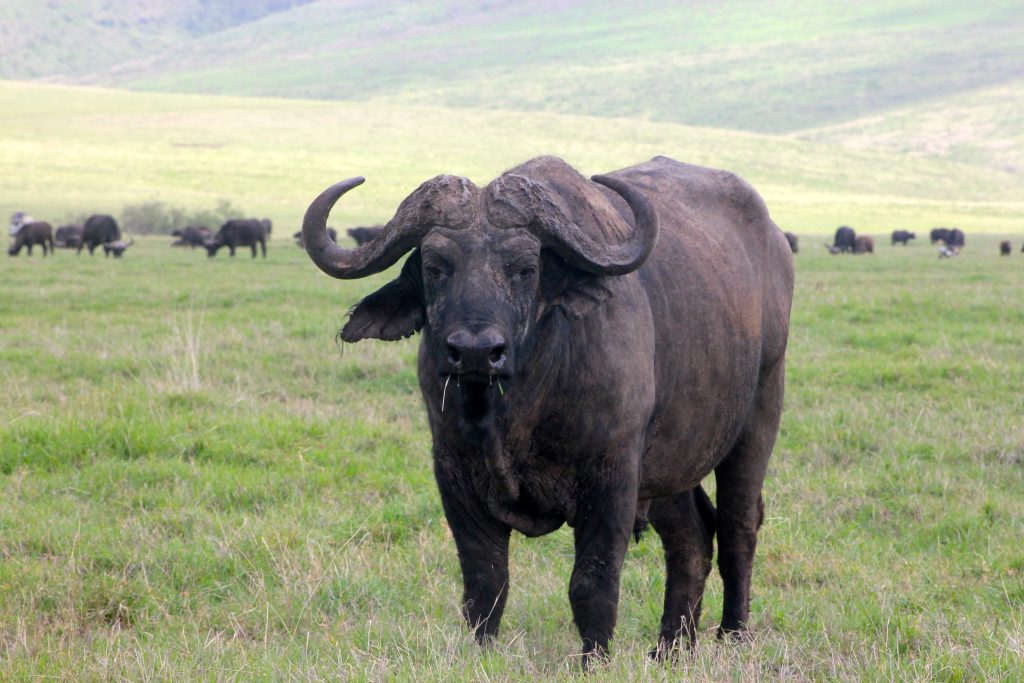 Il bufalo del parco Serengeti