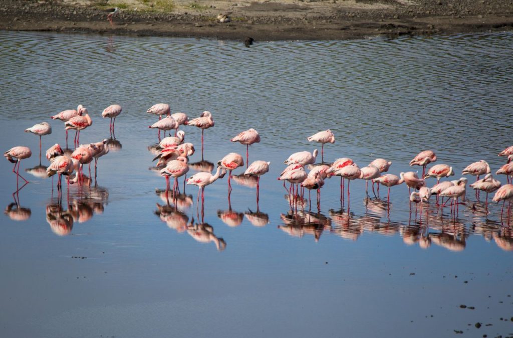 Fenicotteri rosa al lago Victoria