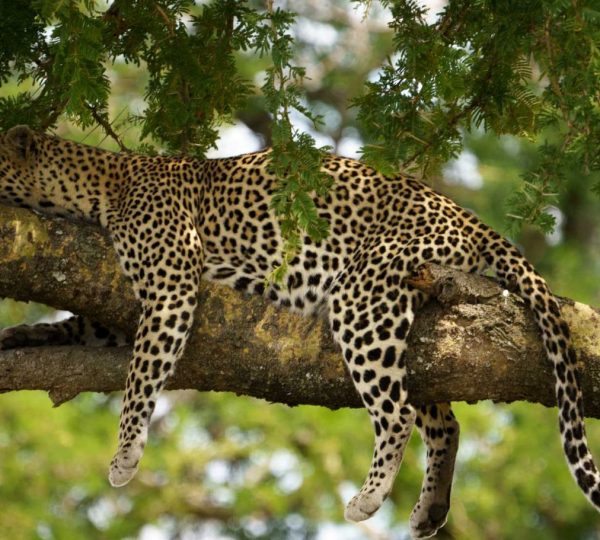 Léopard serengeti