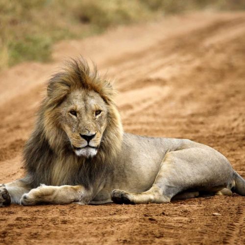 Safari di gruppo Spirito della Tanzania
