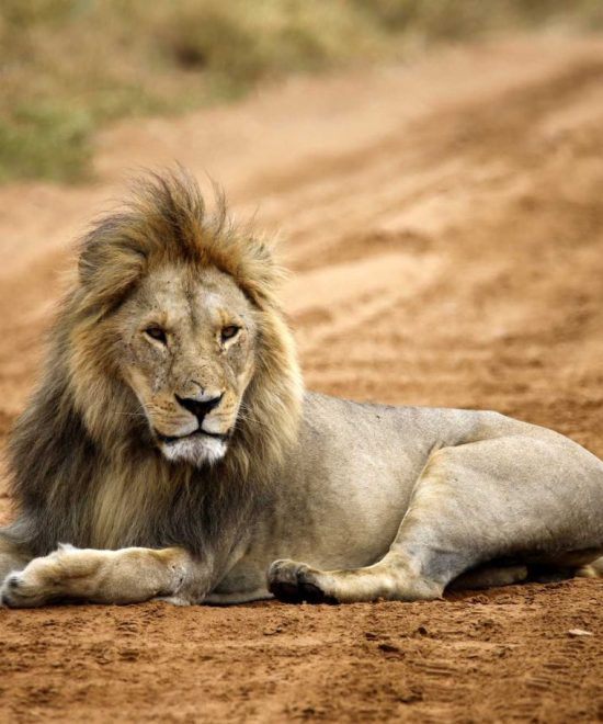 Safari di gruppo Spirito della Tanzania