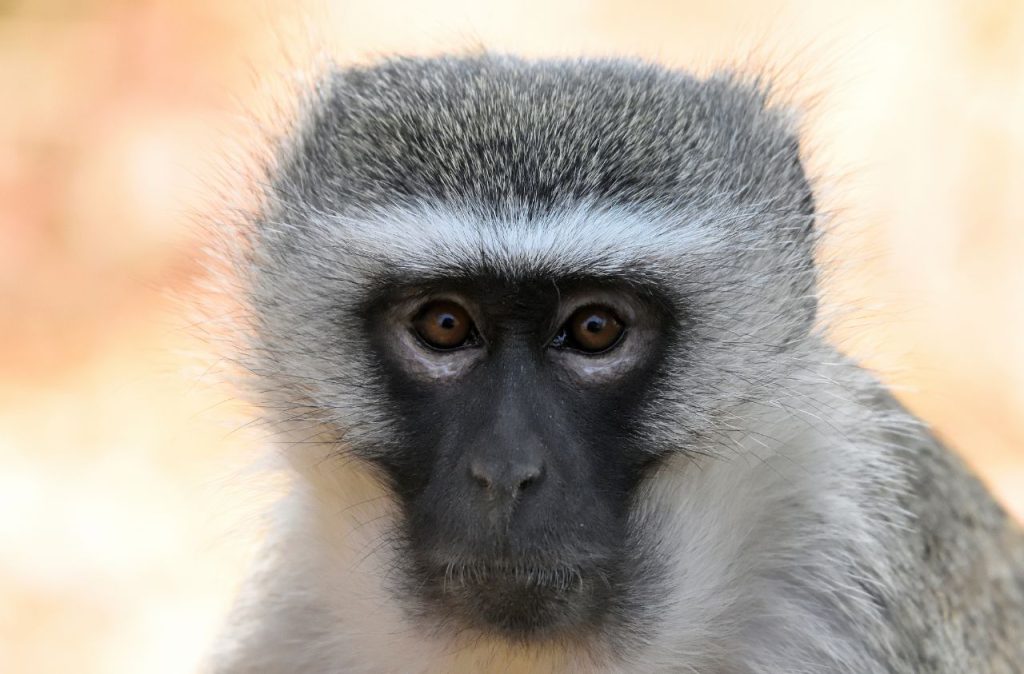 Scimmia Vervet