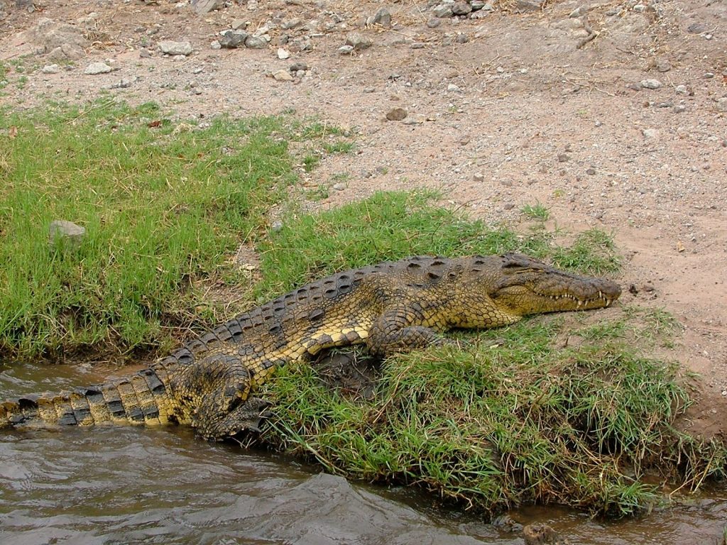 Coccodrillo del Serengeti