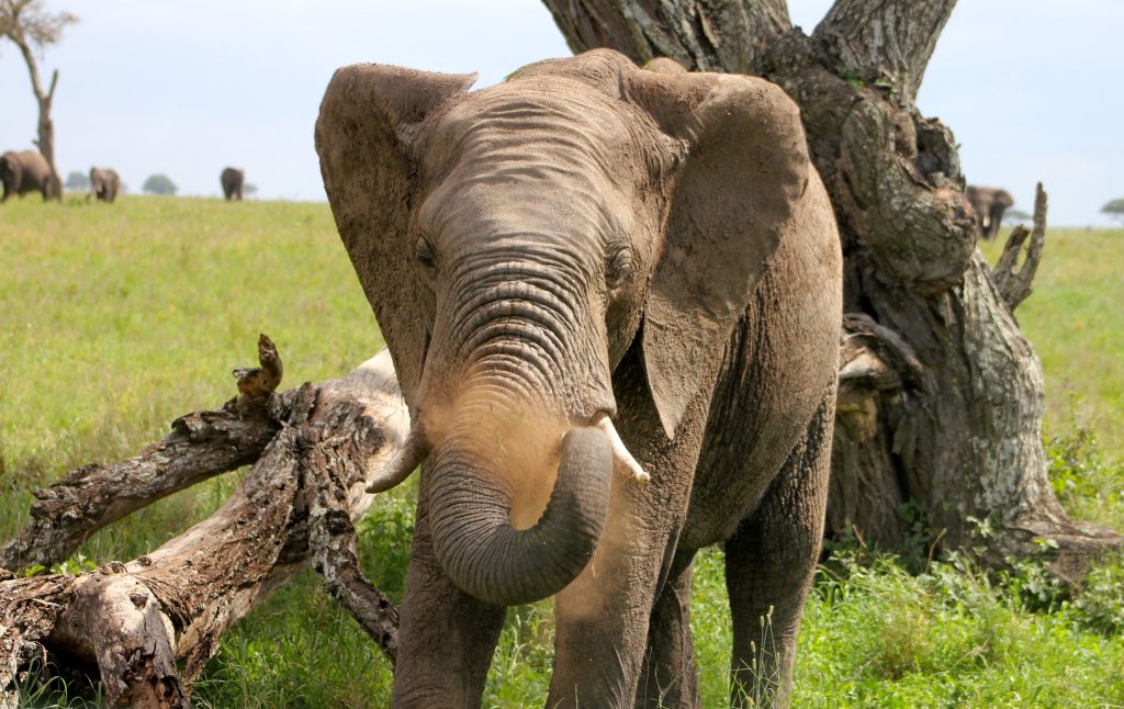 L'elefante del parco del Serengeti