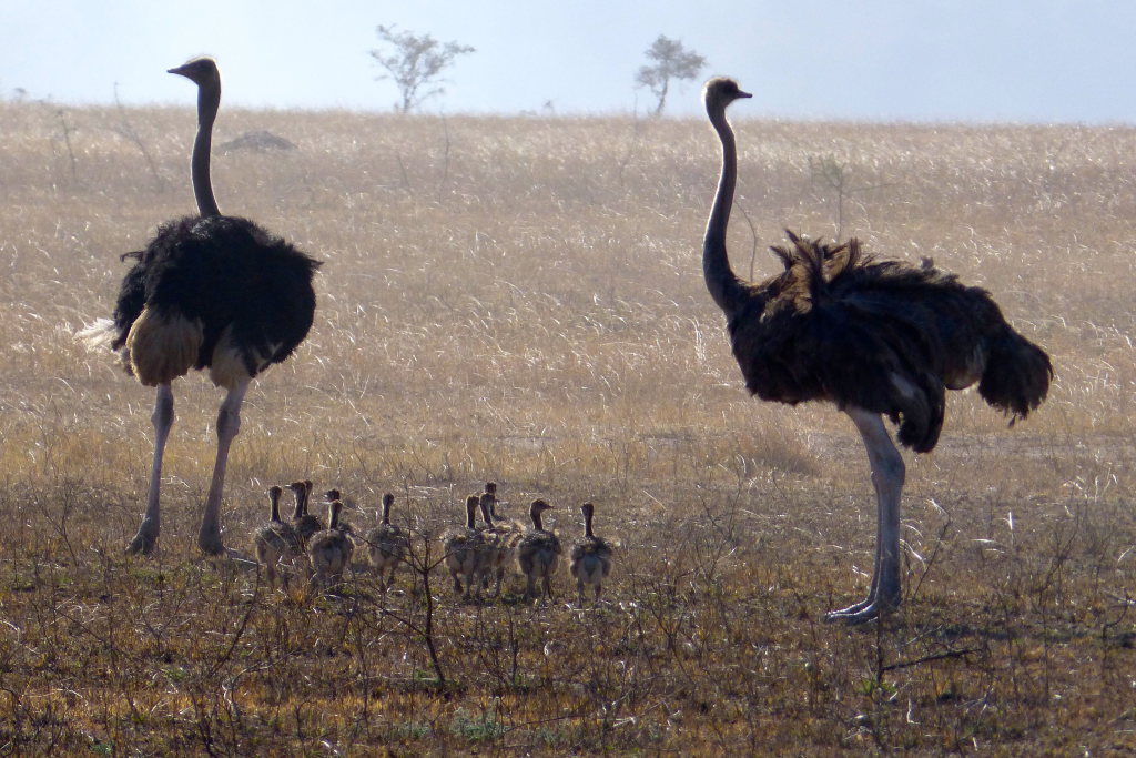 Struzzo del parco Serengeti