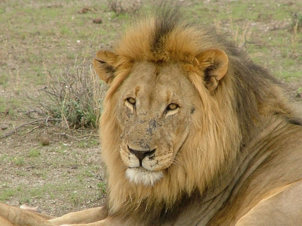 Il leone del parco del Serengeti