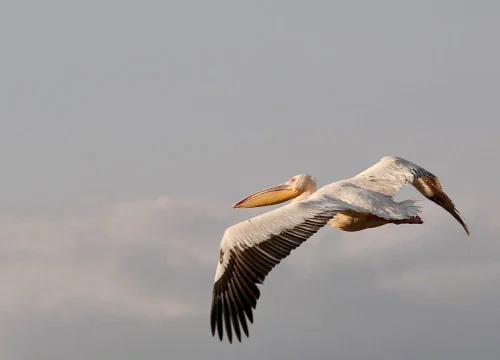 Uccelli d’Africa in Tanzania