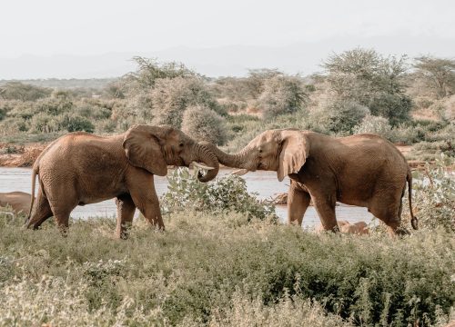 Safari Karibuni 5 giorni