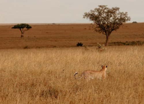 Quando partire per la Tanzania