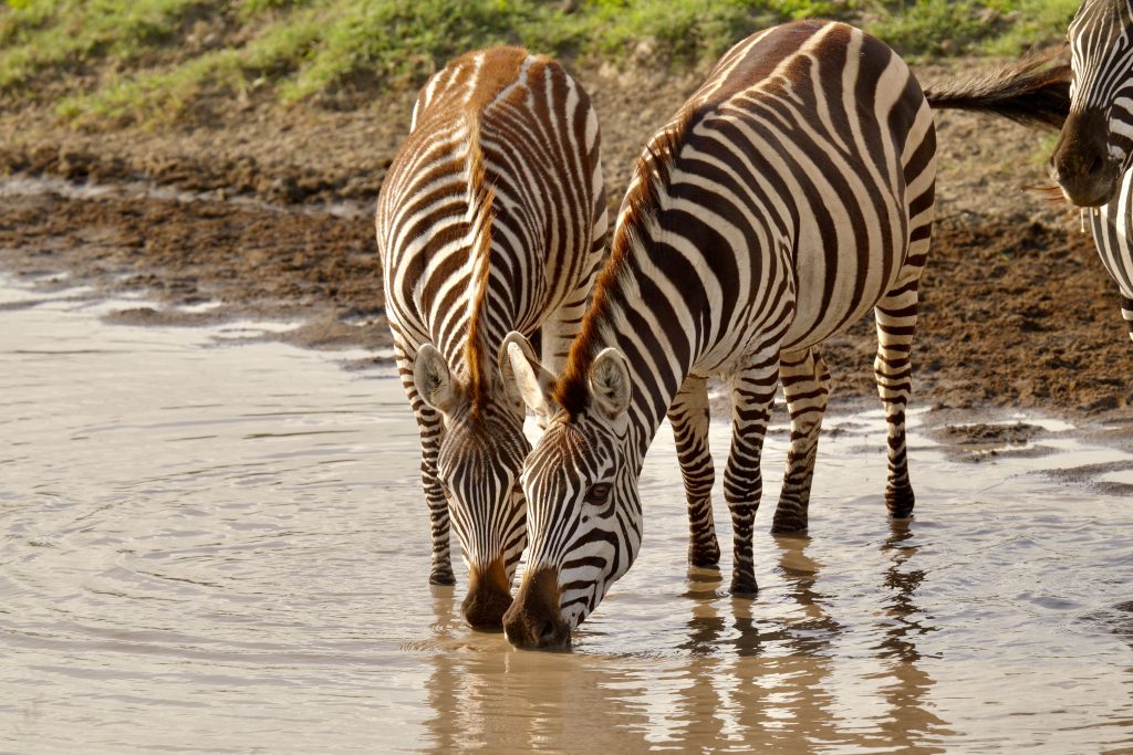 Zebre del Serengeti