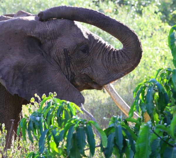 Eléphant de Manyara