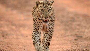 Safari 10 giorni Big Five e Zanzibar