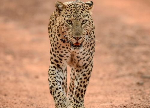 Safari 10 giorni Big Five e Zanzibar