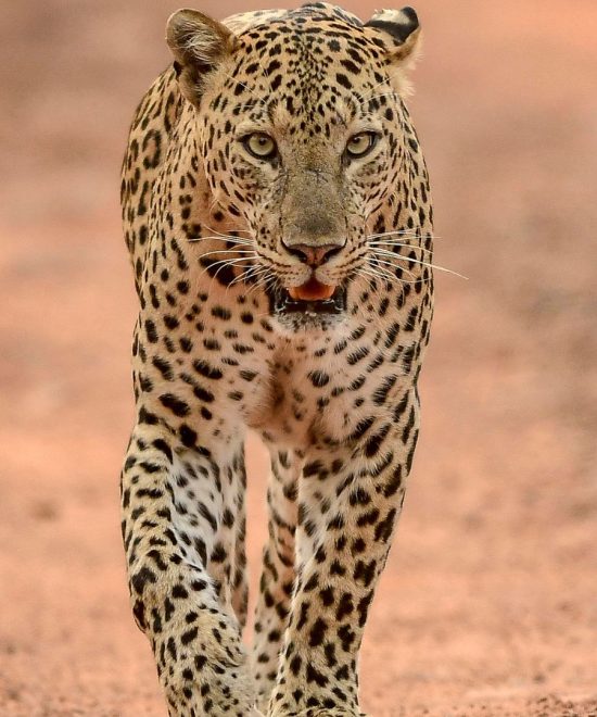 Safari 10 giorni Big Five e Zanzibar