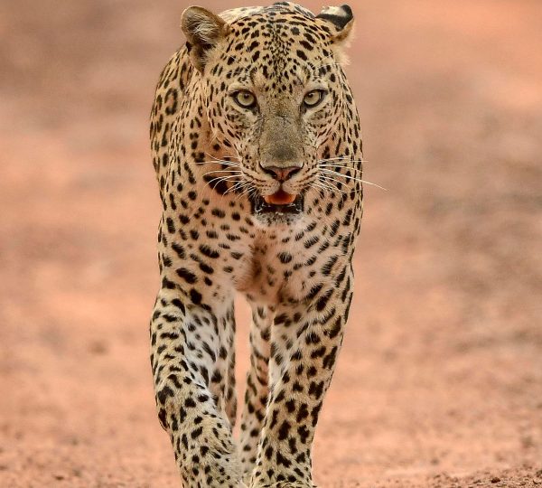 Safari 10 giorni Big Five e Zanzibar