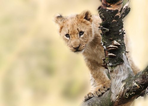 Safari Privato Spirito della Tanzania