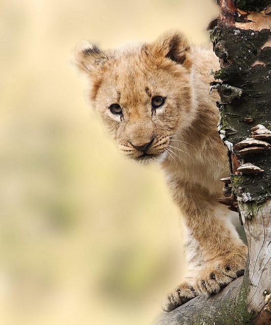 Safari Privato Spirito della Tanzania