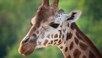 Safari Karibuni 9 giorni