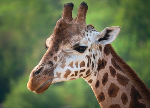 Safari Karibuni 9 giorni
