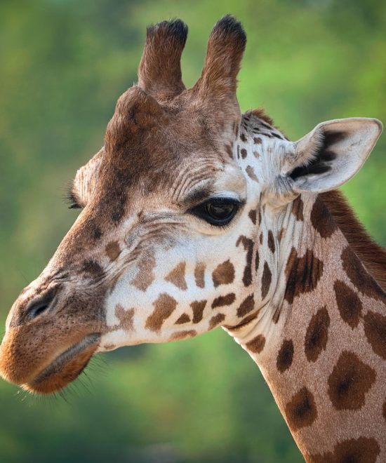 Safari Karibuni 9 giorni