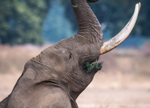 Safari privato 15 giorni Parc du Nord e Zanzibar