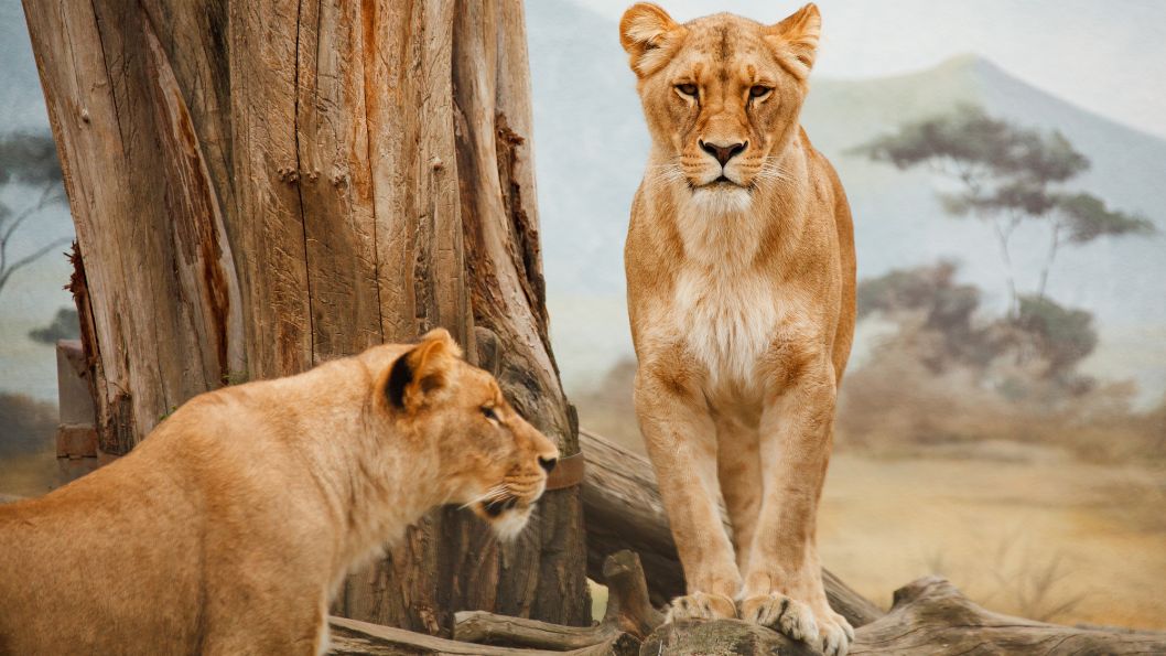 Lionnes du parc Serengeti
