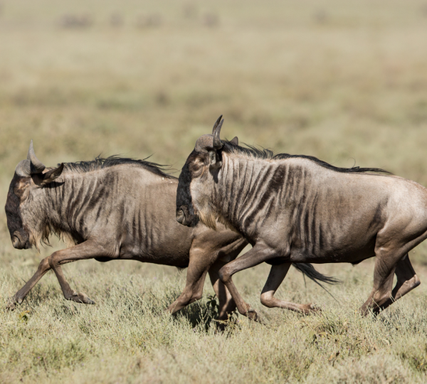 Migration à Ndutu