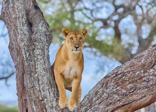 Safari Saadani 2 giorni